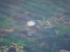 Cyanea lamarckii