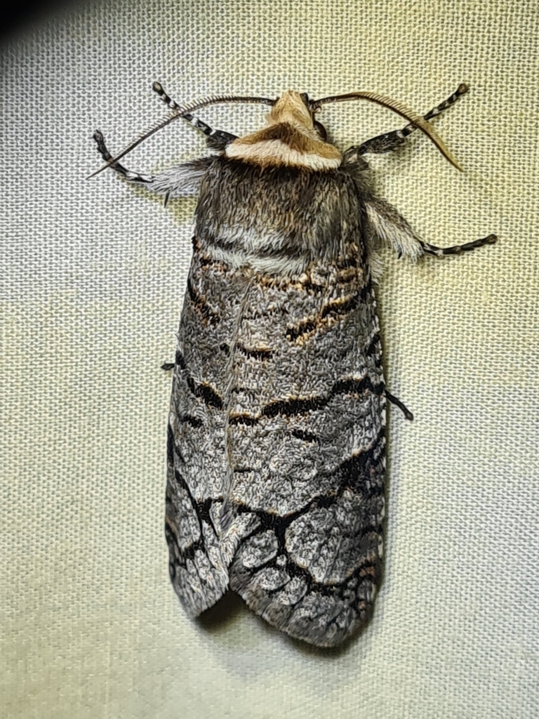 Zyganisus fulvicollis