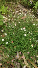 Erigeron karvinskianus image