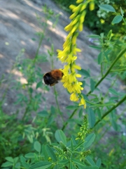 Bombus