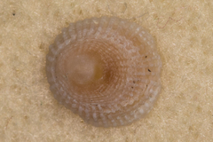 Antisabia imbricata