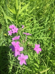 Phlox glaberrima interior