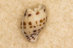 Maculotriton serriale