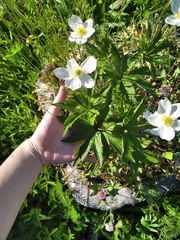 Anemonastrum canadense