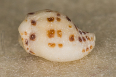 Maculotriton serriale