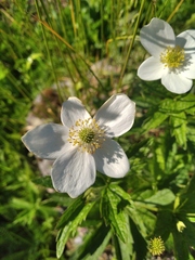 Anemonastrum canadense