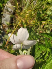 Anemonastrum canadense
