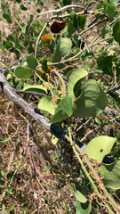 Smilax aspera