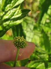 Anemonastrum canadense