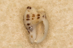 Maculotriton serriale