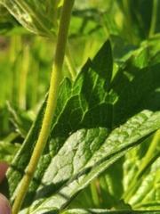 Anemonastrum canadense