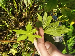 Anemonastrum canadense