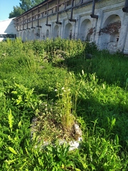 Anemonastrum canadense
