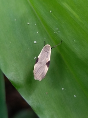 Macotasa nubeculoides