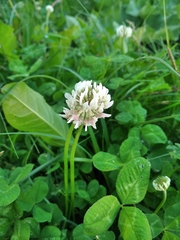Trifolium repens