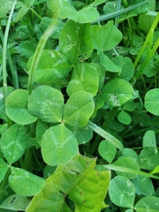 Trifolium repens