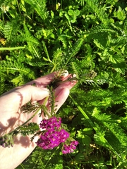 Achillea millefolium