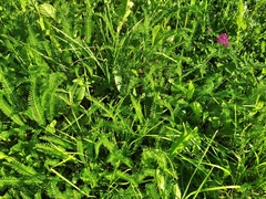 Achillea millefolium