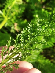 Achillea millefolium