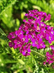 Achillea millefolium