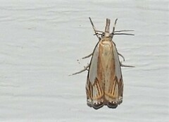 Crambus agitatellus
