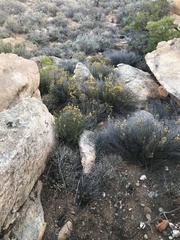 Helichrysum hamulosum