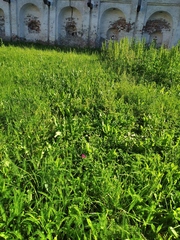 Achillea millefolium