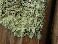 Flavoparmelia haywardiana