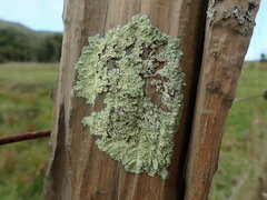 Flavoparmelia haywardiana