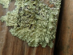 Flavoparmelia haywardiana