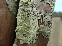 Flavoparmelia haywardiana