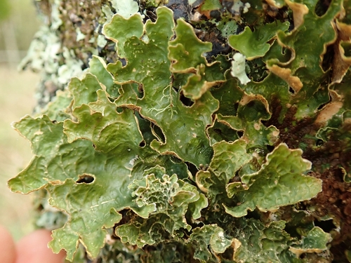 Pseudocyphellaria carpoloma (Delise) Vain.