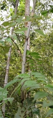 Zanthoxylum scandens