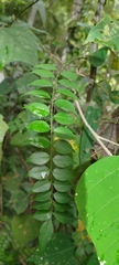 Zanthoxylum scandens