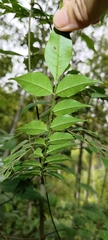 Zanthoxylum scandens