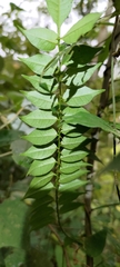 Zanthoxylum scandens