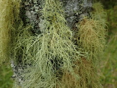 Usnea dasaea