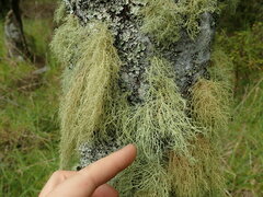 Usnea dasaea