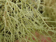 Usnea dasaea