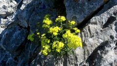 Erysimum duriaei pyrenaicum