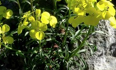 Erysimum duriaei pyrenaicum