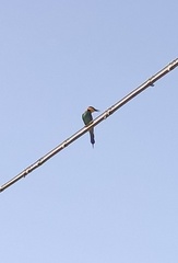 Merops apiaster
