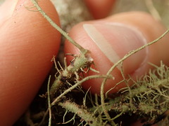 Usnea baileyi