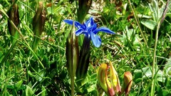 Gentiana verna