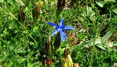 Gentiana verna