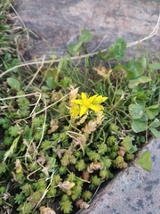 Sedum acre