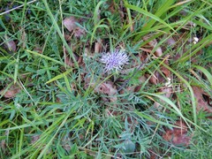 Carthamus mitissimus