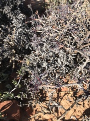 Euphorbia quadrata