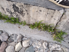 Scutellaria galericulata