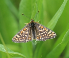 Euphydryas aurinia debilis